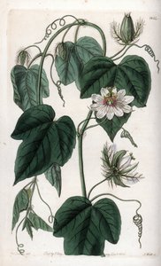 Passiflora bianca da Sydenham Teast Edwards
