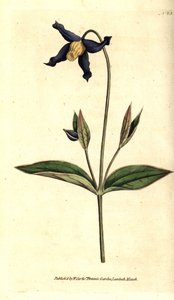 Clematide a foglia intera - Clematis integrifolia da Sydenham Teast Edwards