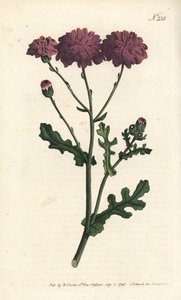 Cineraria selvatica - Senecio elegans da Sydenham Teast Edwards