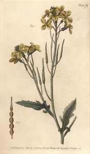 Ravanello selvatico, Raphanus raphanistrum, Siliquosa da Sydenham Teast Edwards