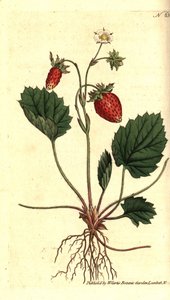 Fragaria vesca da Sydenham Teast Edwards
