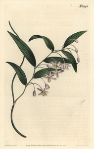 Eustrephus latifolius da Sydenham Teast Edwards