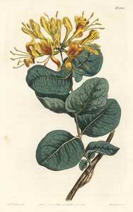 Caprifoglio a fiori gialli, Lonicera flava da Sydenham Teast Edwards