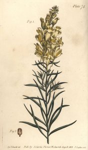 Linaria vulgaris, Antirrhinum majus