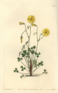 Oxalis micrantha