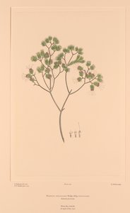 Florilegium di Banks Tavola 106 Darwinia Fascicularis