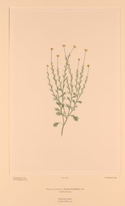 Florilegium di Banks Tavola 159 Calotis Lappulacea da Sydney (after) Parkinson