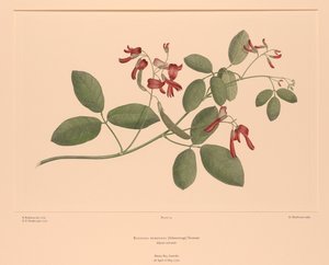 Florilegium di Banks Tavola 74 Kennedia Rubicunda