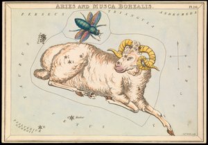 Ariete e Musca borealis, c.1825 da Sydney Hall