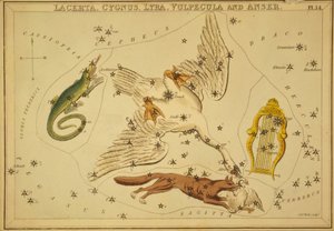 Lacerta, Cygnus, Lyra, Vulpecula e Anser, Illustrazione da 