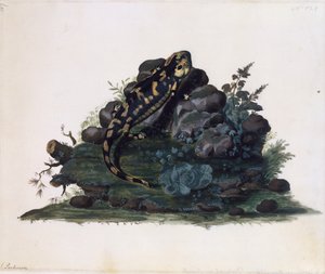 Salamandra, acquerello di Sidney Parkinson (ca 1745-1771), Regno Unito da Sydney Parkinson