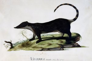 Viverra nasuta maschio da Sydney Parkinson