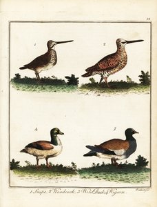 Uccelli selvatici: beccaccino, beccaccia, anatra selvatica e fischione. 1792 (incisione)