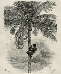 La raccolta della cera di palma ceroxylon, nel Quindio (Colombia), incisione di Taylor e Ferdinandus, per illustrare la storia L