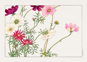 Fiore di cosmo da "Seiyou Sokazufu da Tanigami Konan