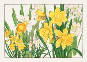 Narciso di "Seiyou Sokazufu