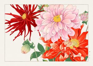 Fiore di dalia da "Seiyou Sokazufu da Tanigami Konan