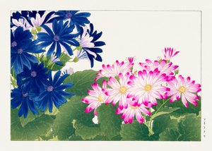 Fiore di cineraria d