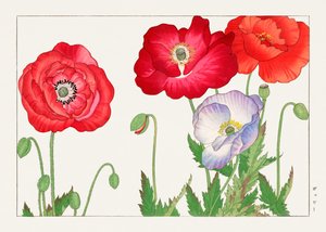 Fiore di papavero d