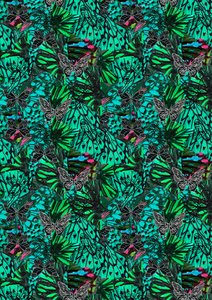 Papillon da Tara Whitehead