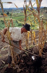Benigno Marin, un contadino, lavora in un campo in Colombia da Ted Spiegel