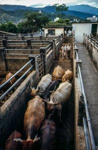 Bovini arrivano al recinto di Palmira, Colombia da Ted Spiegel