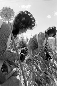 Il contadino Ed Ker al Ranch A.M. Ker è un colono agricolo che coltiva erba medica da Ted Spiegel