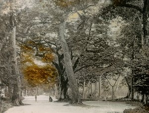 Alberi secolari nel parco Shimogamo, Kyoto, 1900-1915 circa (fotografia)