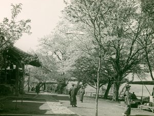 Fiori di ciliegio nella città di Otsu, isola di Honshu, 1900-1915 circa (fotografia)