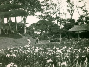 Il giardino di iris di Horikiri Shobuen a Tokyo, circa 1900 - 1915 (fotografia) da Teijiro Takagi