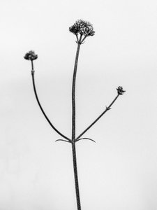 Tra i fiori 11, 2021