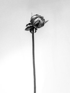 Tra i fiori 20, 2021