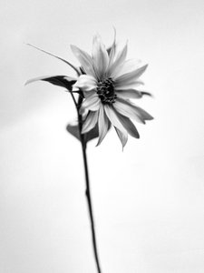 Tra i fiori 25