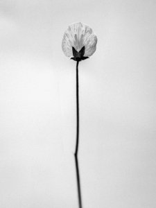 Tra i fiori 26