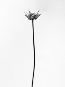 Tra i fiori 33