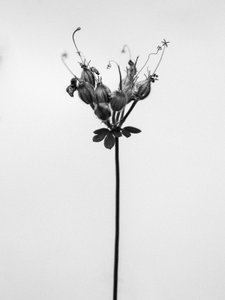 Tra i fiori 42