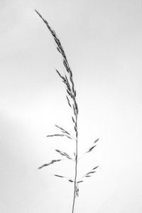 Tra i Fiori 45