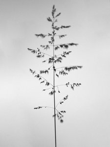Tra i fiori 46