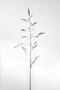 Tra i fiori 51