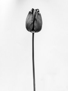 Tra i Fiori 63