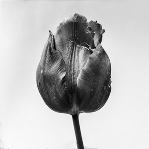 Tra i fiori 64