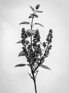 Tra i fiori 66