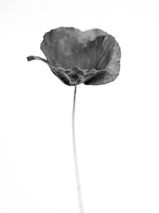 Tra i Fiori 67