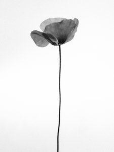 Tra i fiori 68