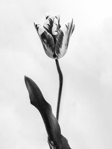 Tra i Fiori 71