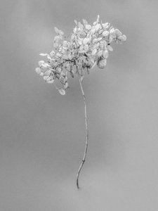 Tra i fiori 73