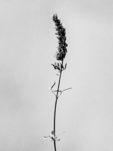 Tra i fiori 74