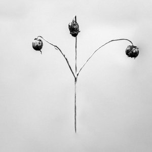 Tra i fiori 75