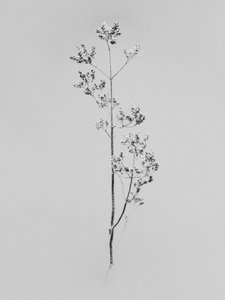 Tra i fiori 76