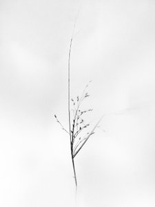 Tra i fiori 79
